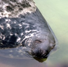  Seal